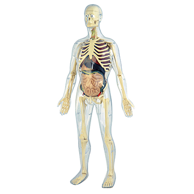MODELLINO+ANATOMIA+UMANA%3Cbr%3E%3Ci%3EMINILAND%3C%2Fi%3E